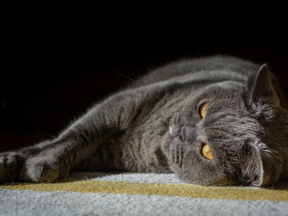 Британский кот лежит на ковру на черном фоне