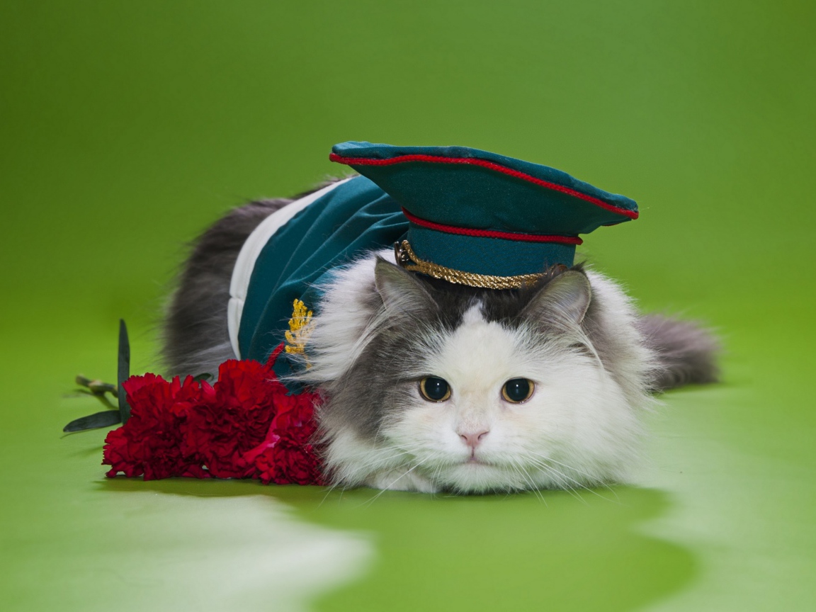 Кот в военной фуражке с красными гвоздиками