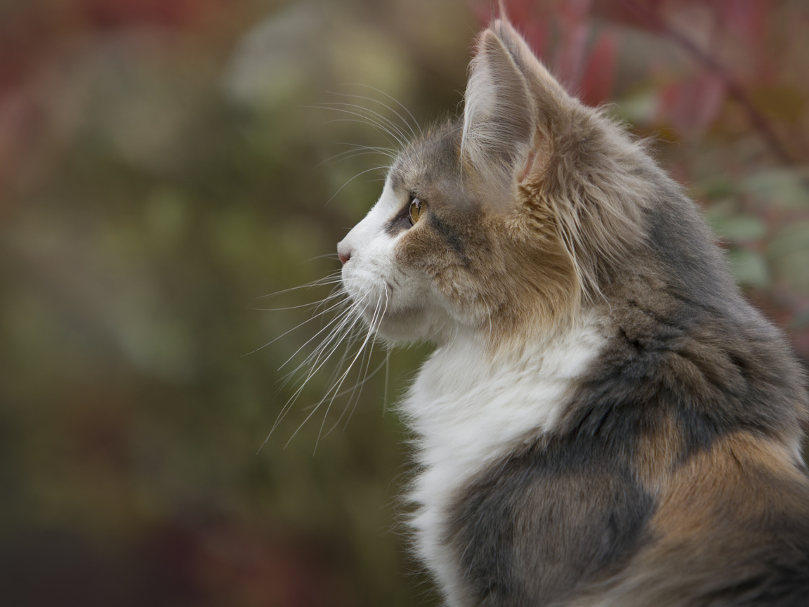 Кошка черепахового окраса вид сбоку 