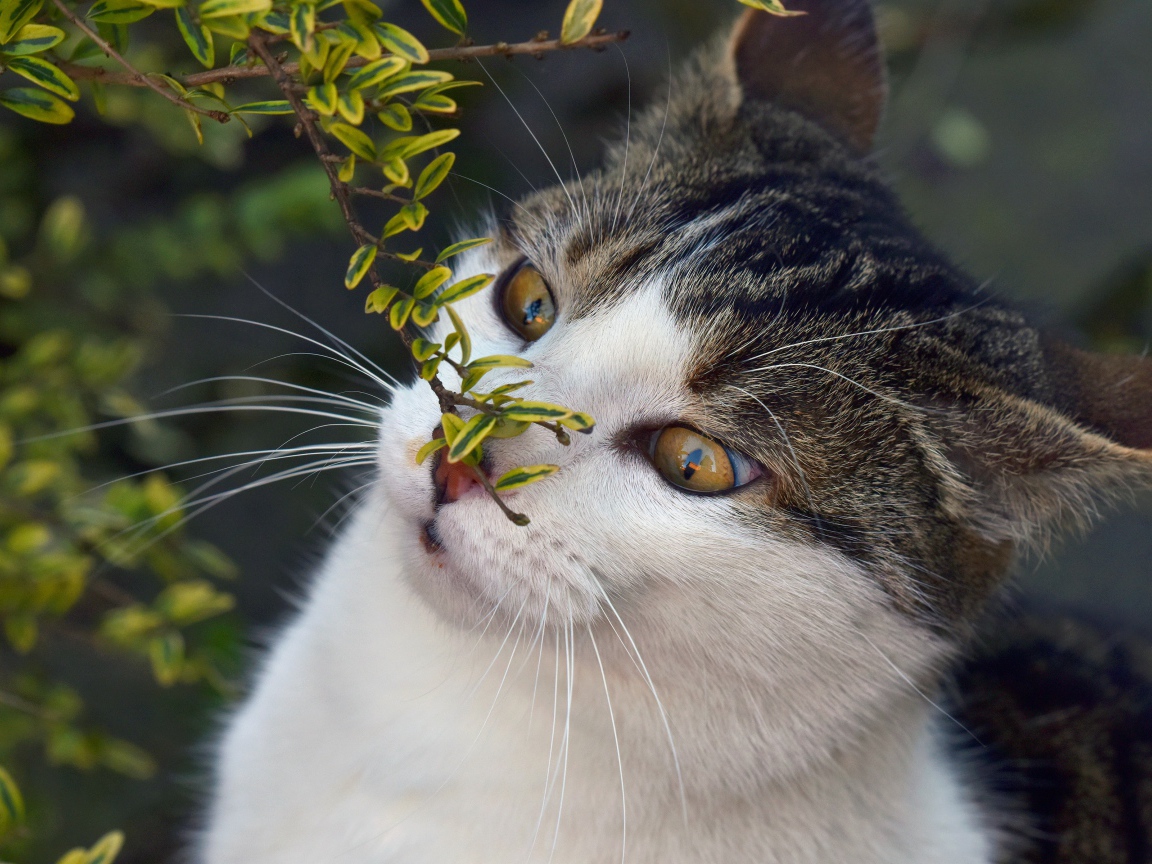 Кот с веткой з мелкими зелеными листьями