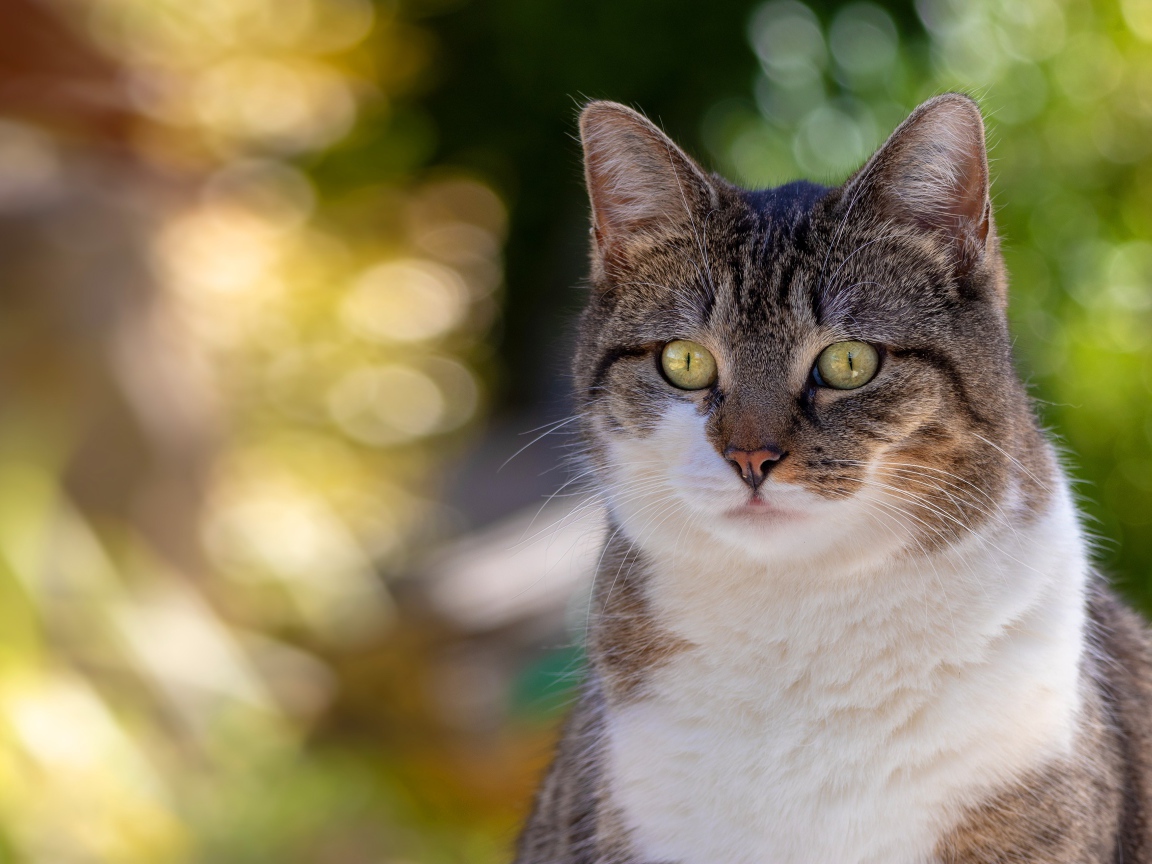Любопытный взгляд зеленоглазого серого с белым кота