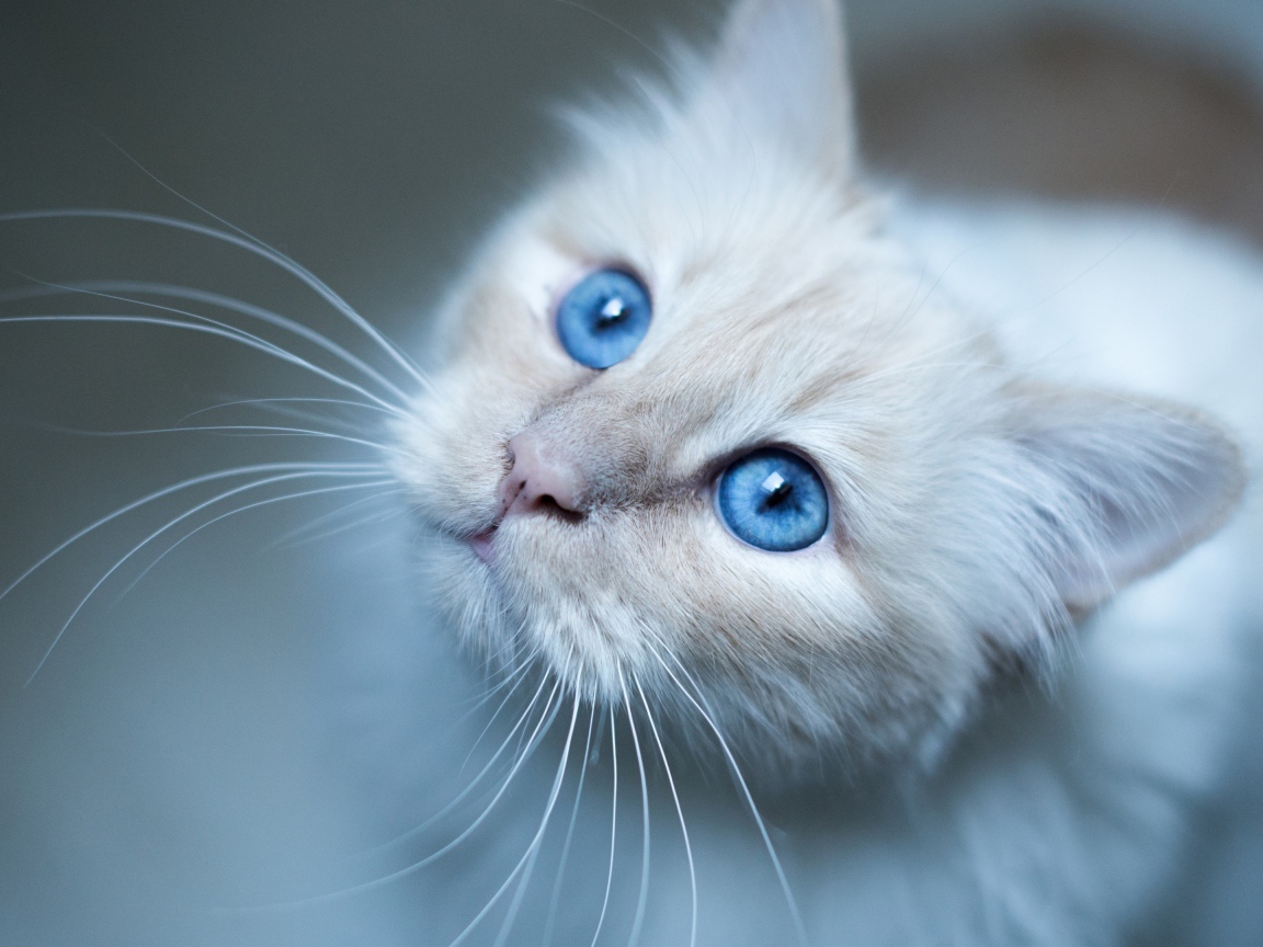 Выразительный взгляд красивой голубоглазой кошки
