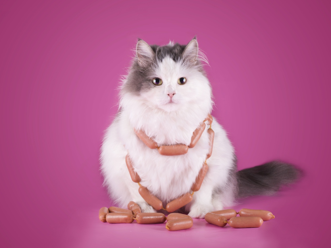 Пушистый кот с сосисками на розовом фоне