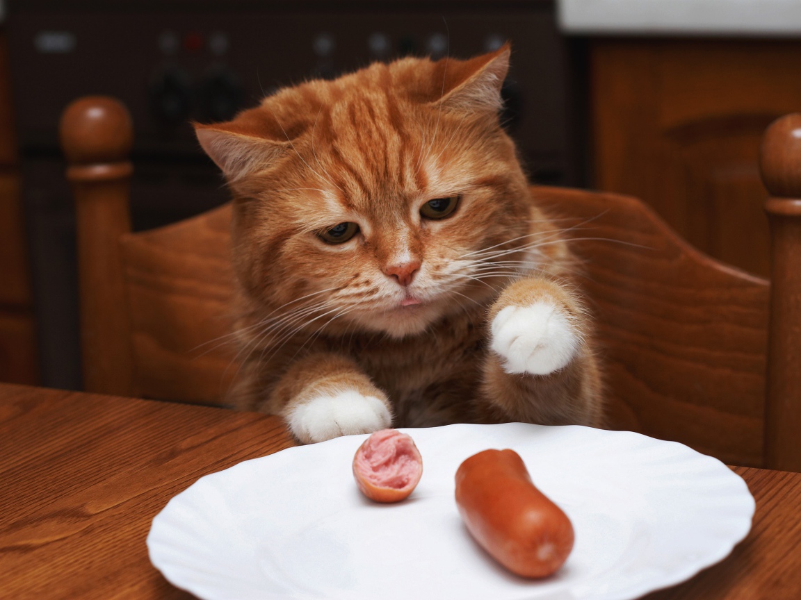 Рыжик кот ворует сосиску с тарелки на столе