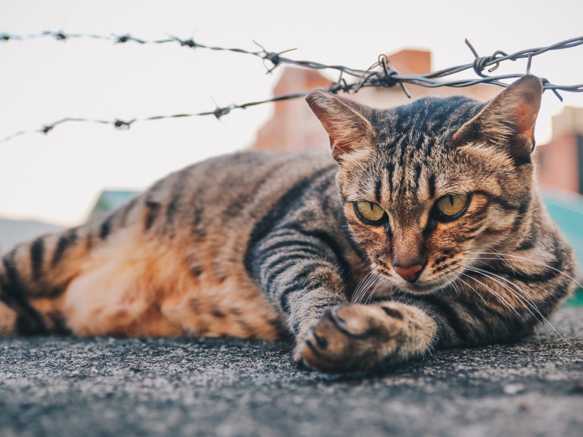 Серый кот лежит под колючей проволокой