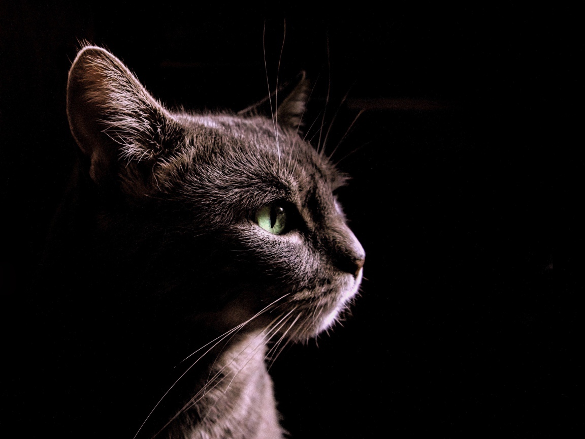 Серый кот на черном фоне, вид сбоку