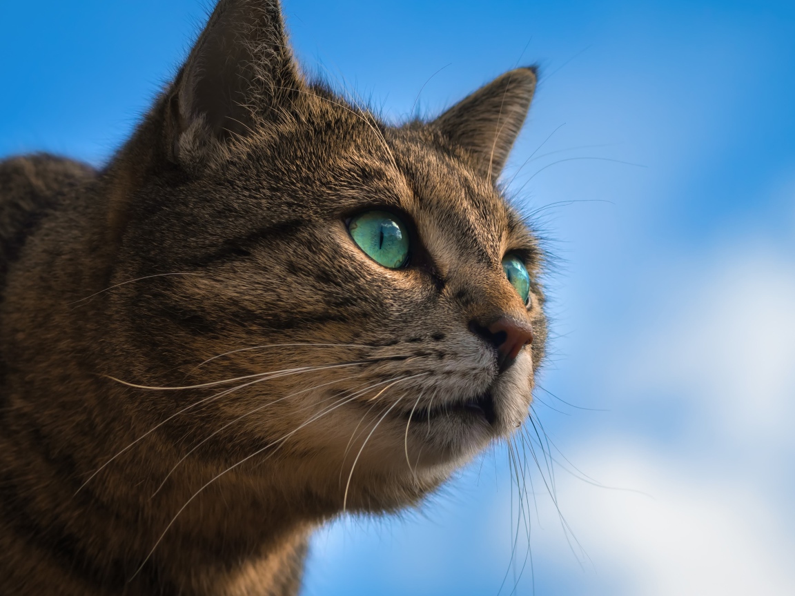 Серый зеленоглазый кот на фоне голубого неба