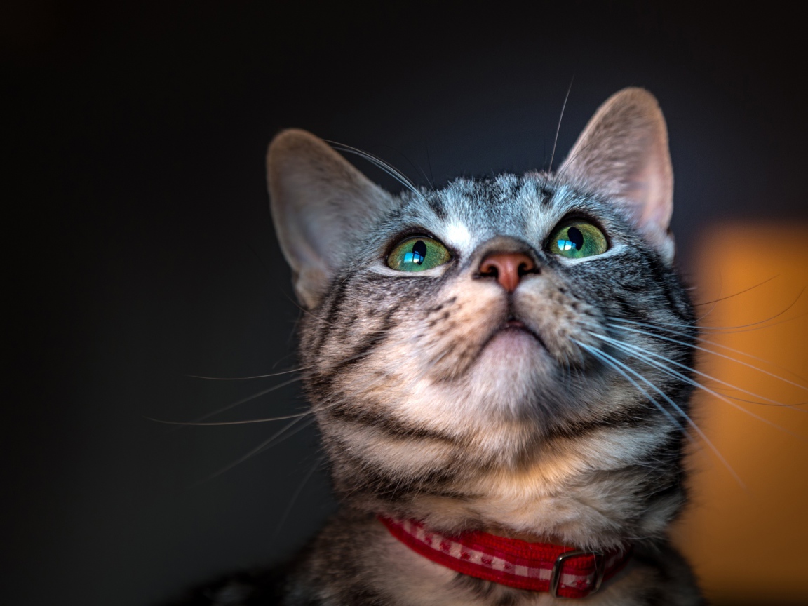 Серый зеленоглазый кот с ошейником 