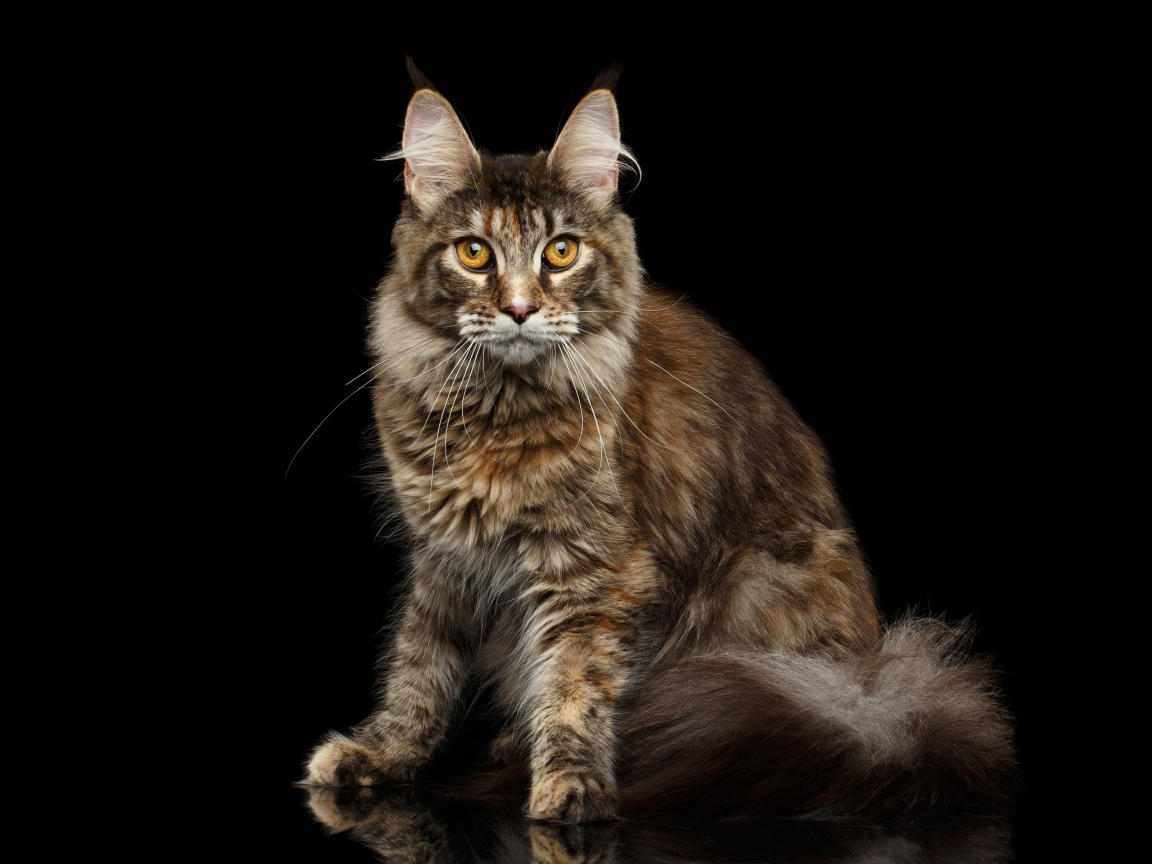 Большой серый кот породы мейн кун на черном фоне