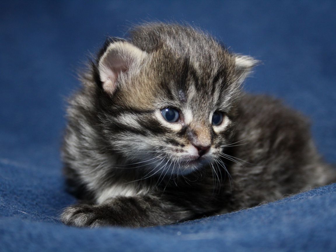 Маленький милый серый котенок крупным планом