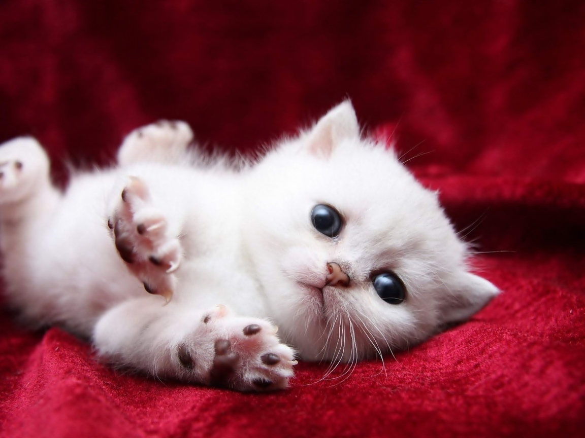 Маленький пушистый котенок турецкой ангоры