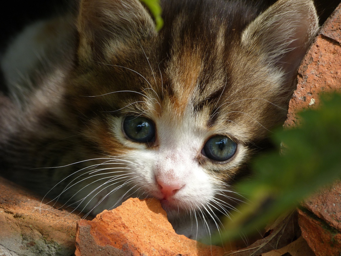 Маленький забавный котенок