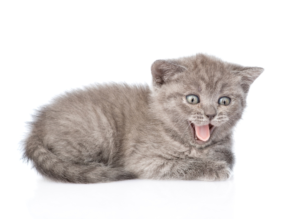 Маленький серый котенок в высунутым языком