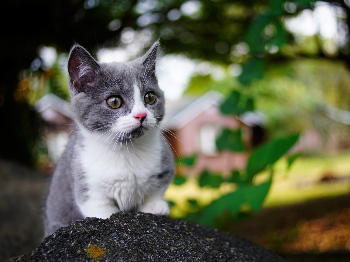 Маленький котенок крупным планом 