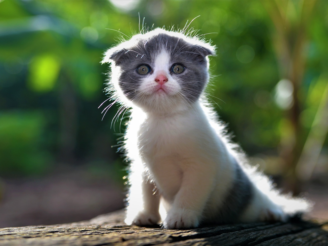 Маленький вислоухий серо-белый котенок