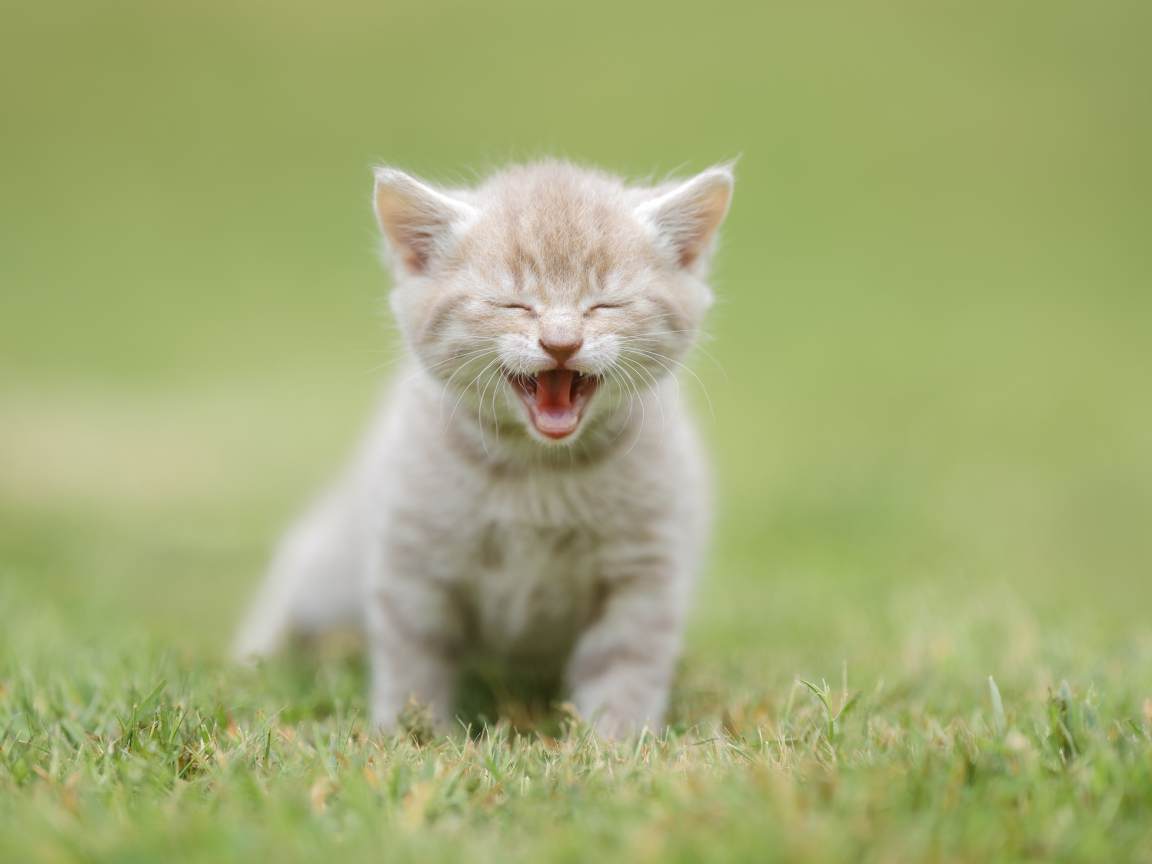Маленький рыжий котенок на зеленой траве 