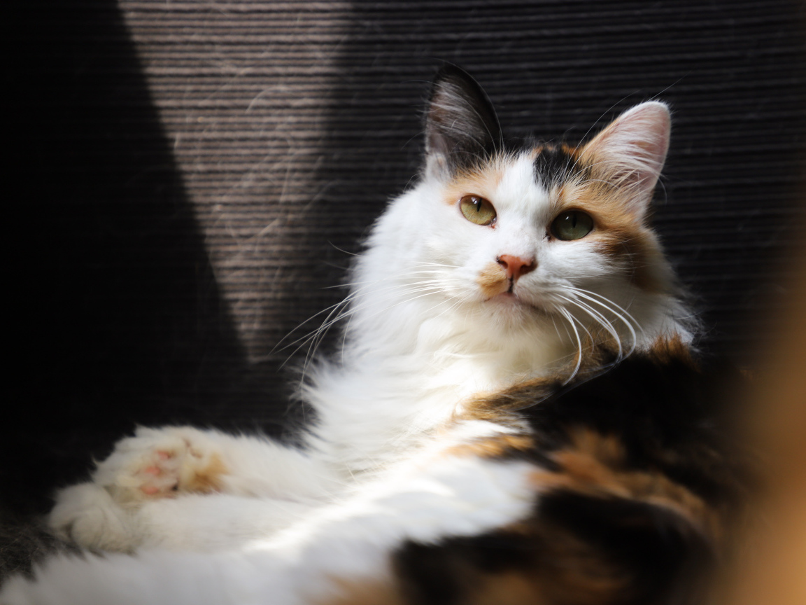 Взгляд красивой трехцветной кошки