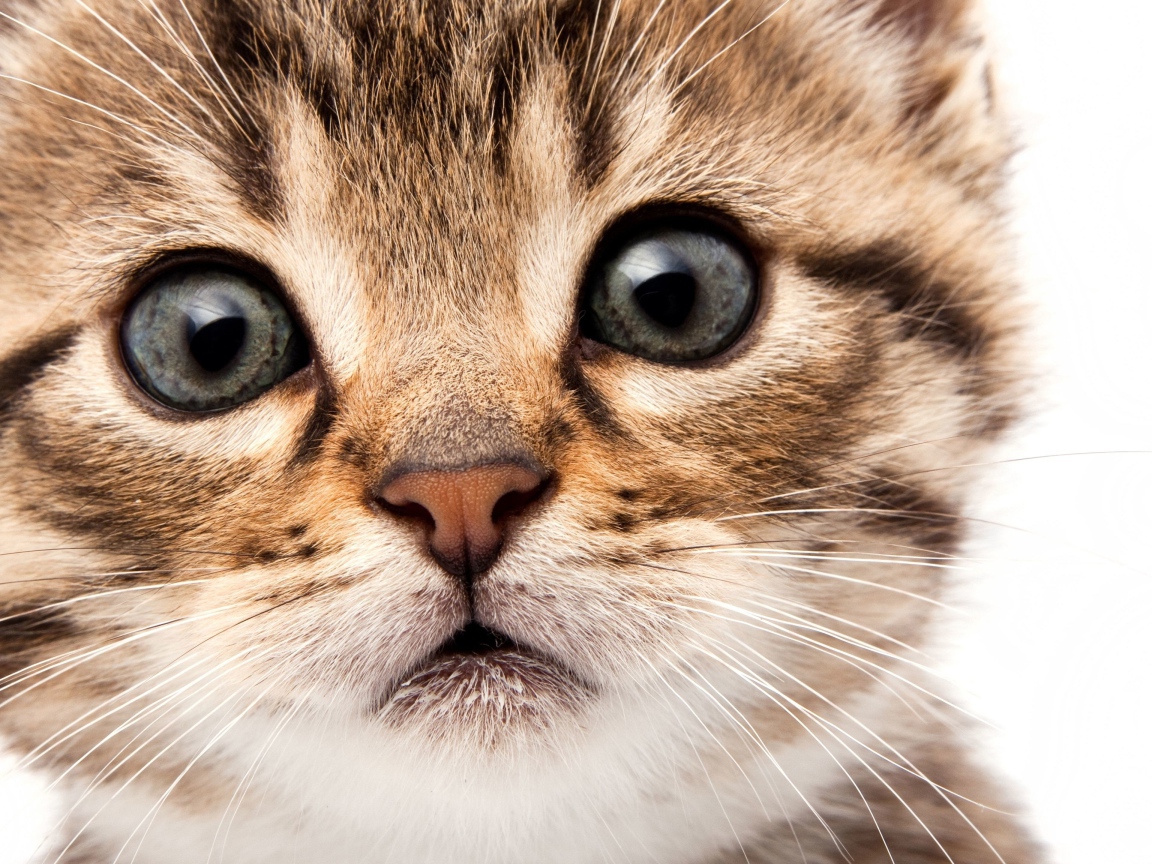 Морда маленького милого котенка на белом фоне крупным планом