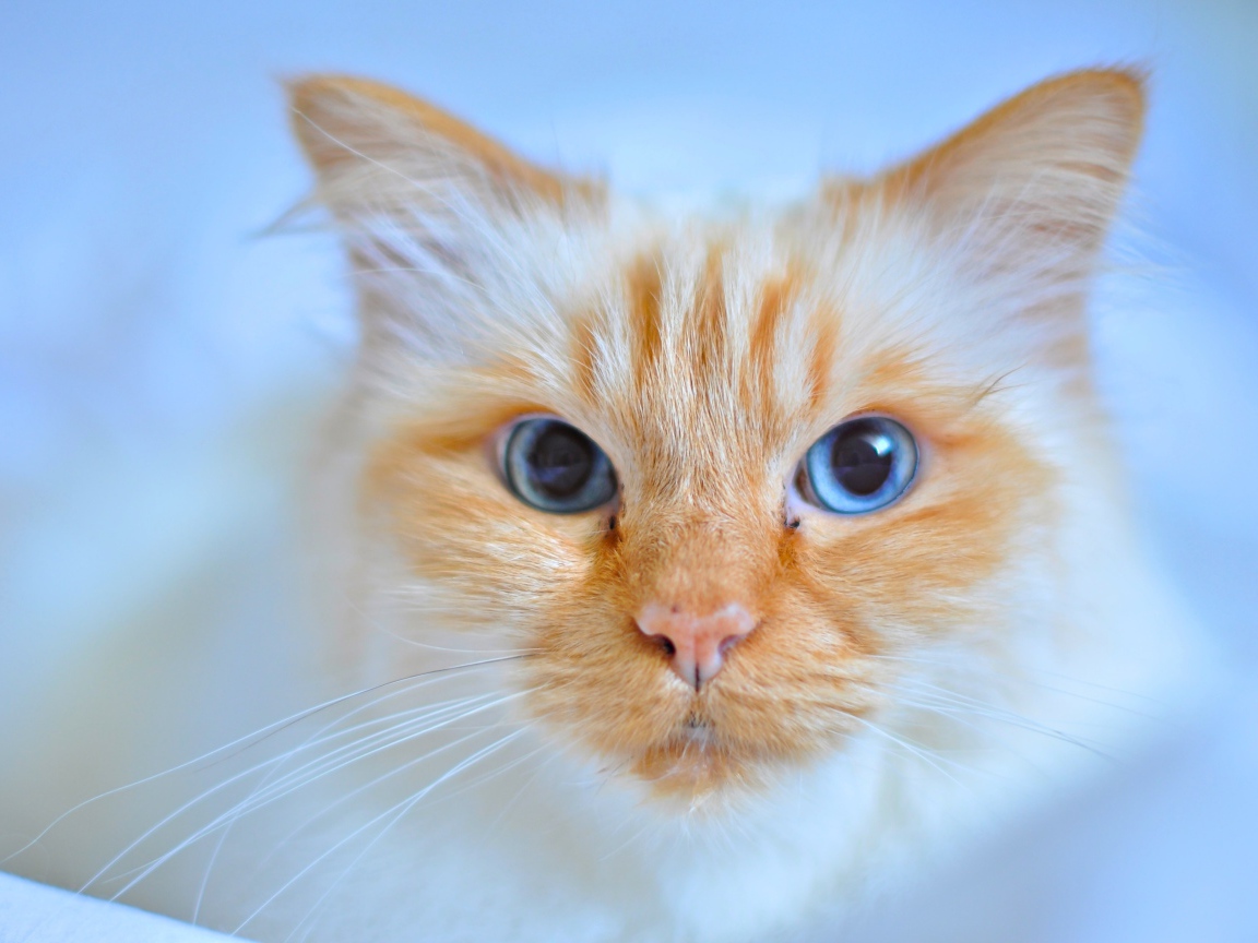 Морда рыжей голубоглазой кошки