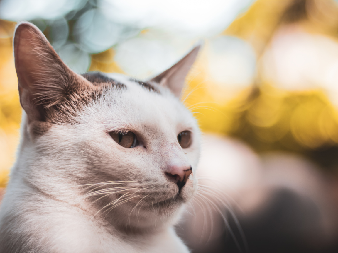 Морда белого кота крупным планом 