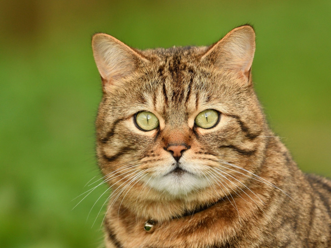 Морда породистого серого кота крупным планом 