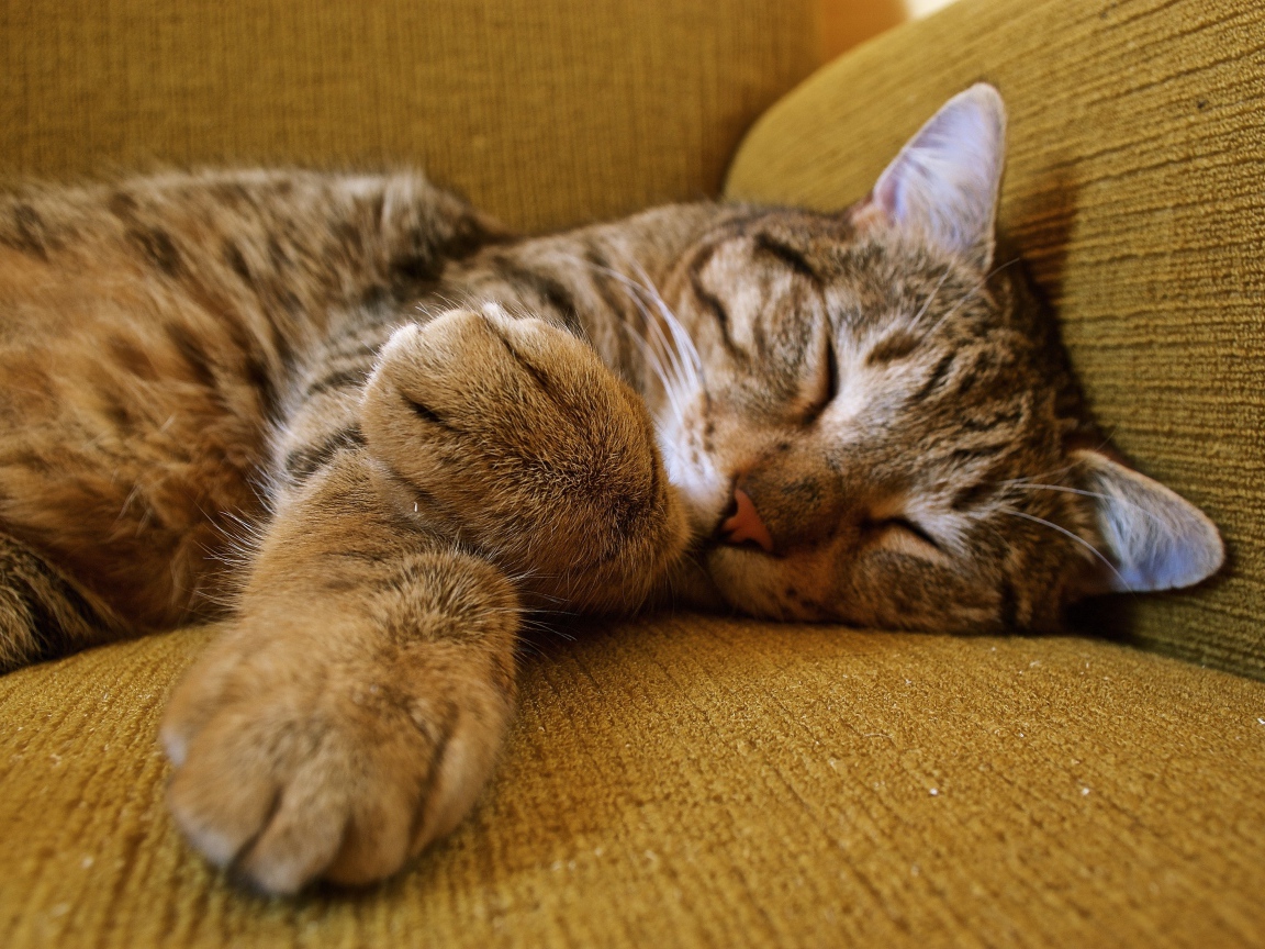 Милый серый кот спит на диване