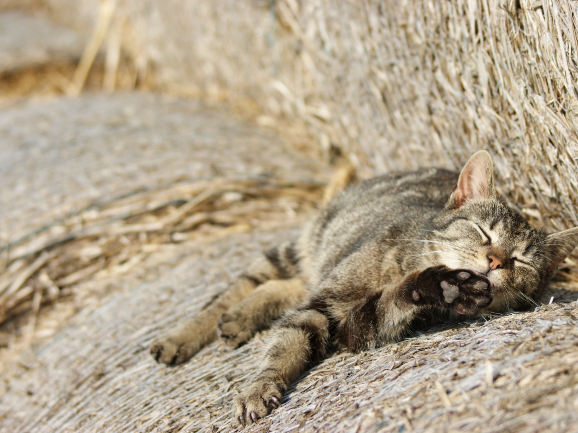 Рыжий котенок спит на сене