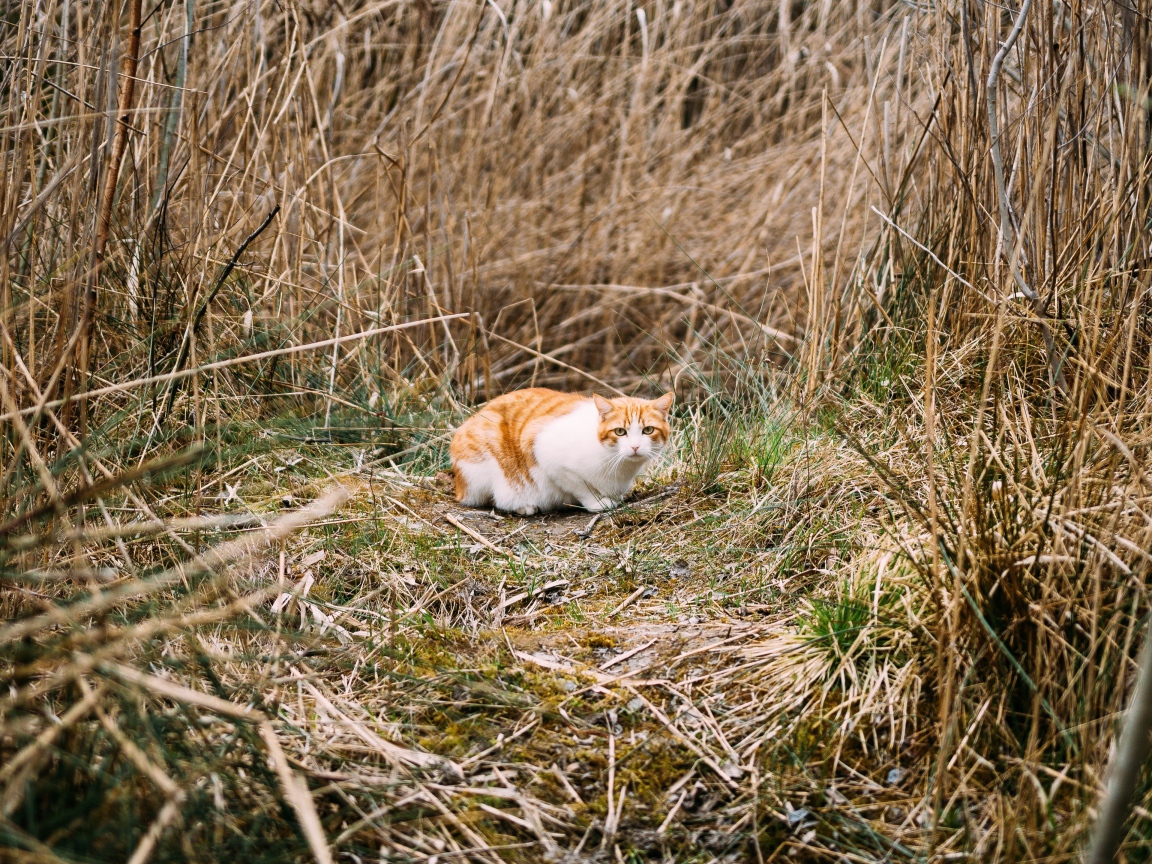 Рыже-белый испуганный кот в траве