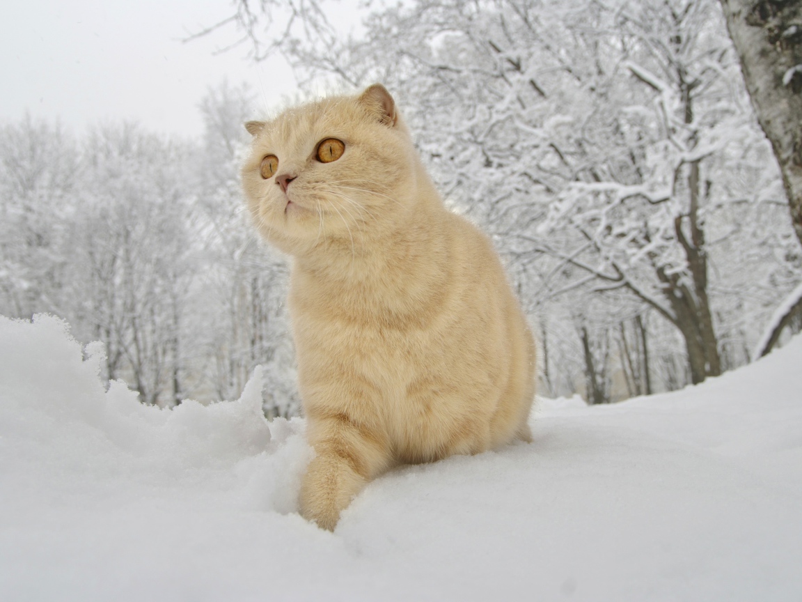 Шотландский вислоухий кот идет по белому снегу