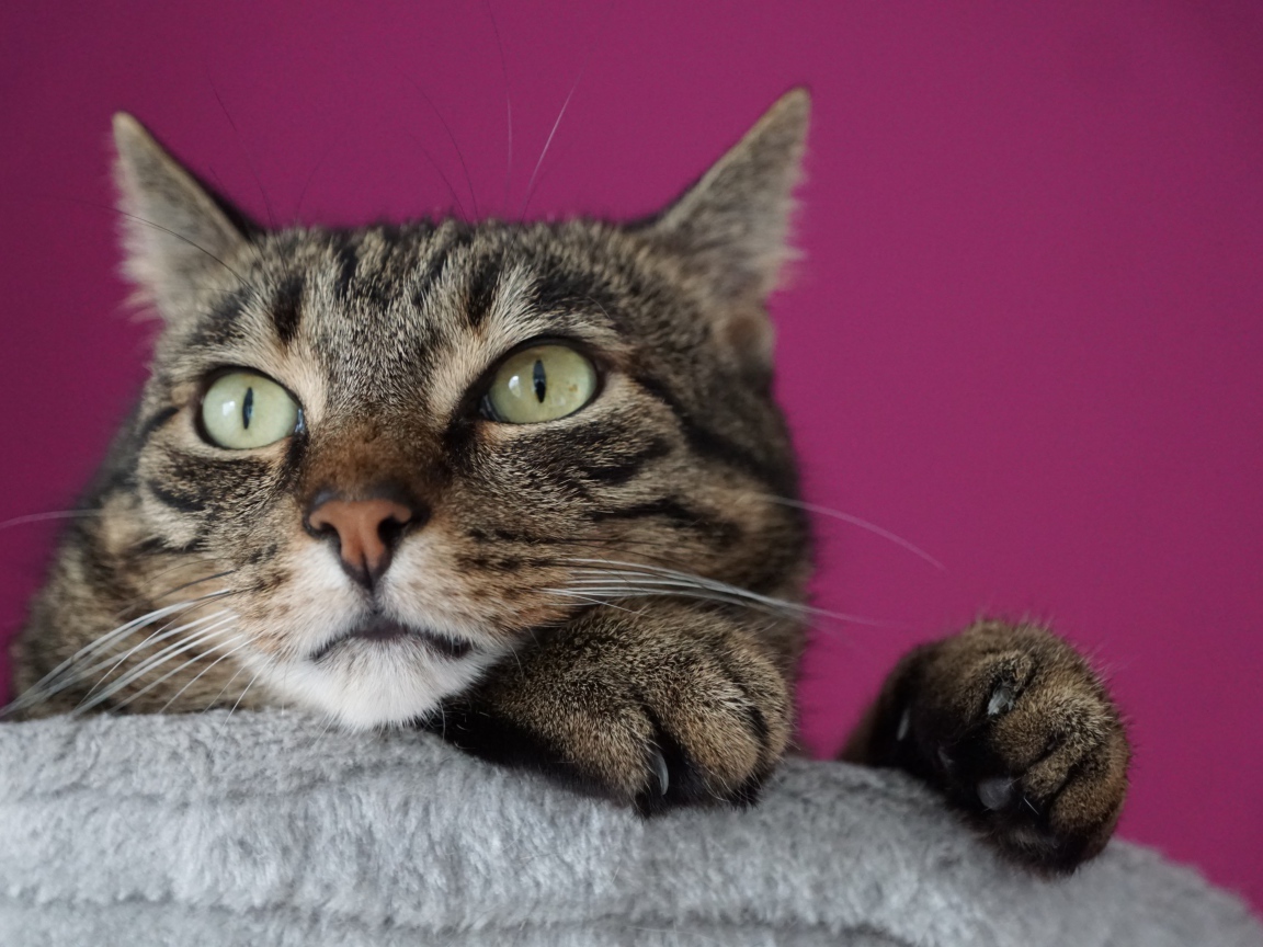 Хитрый серый кот на сиреневом фоне