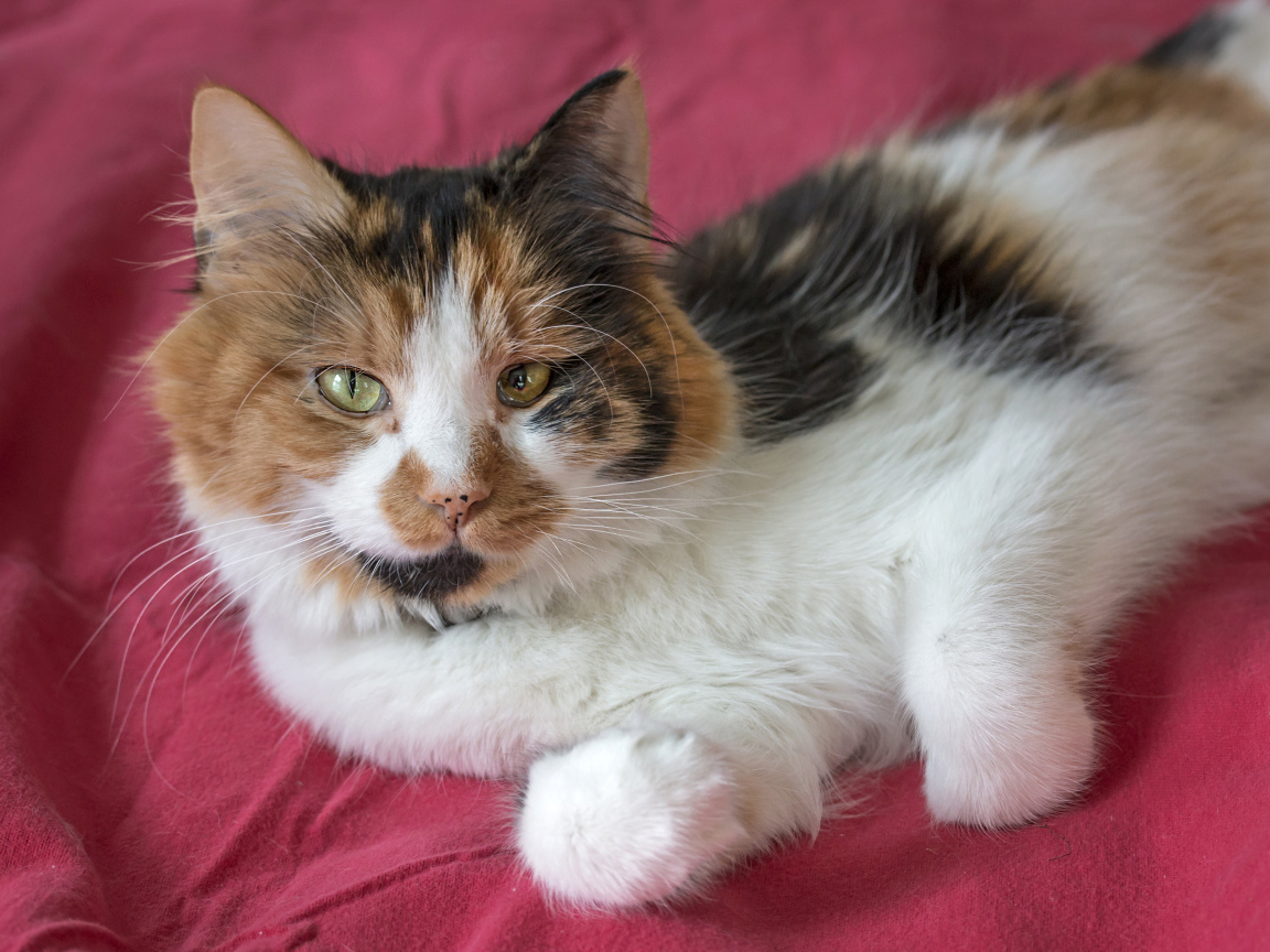 Трехцветная кошка лежит на розовом покрывале 