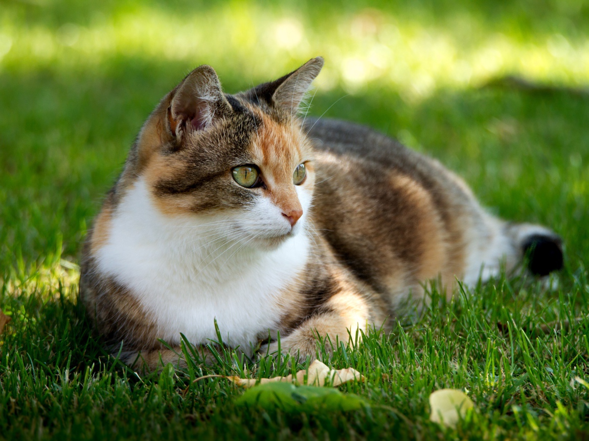 Трехцветная кошка лежит на зеленой траве