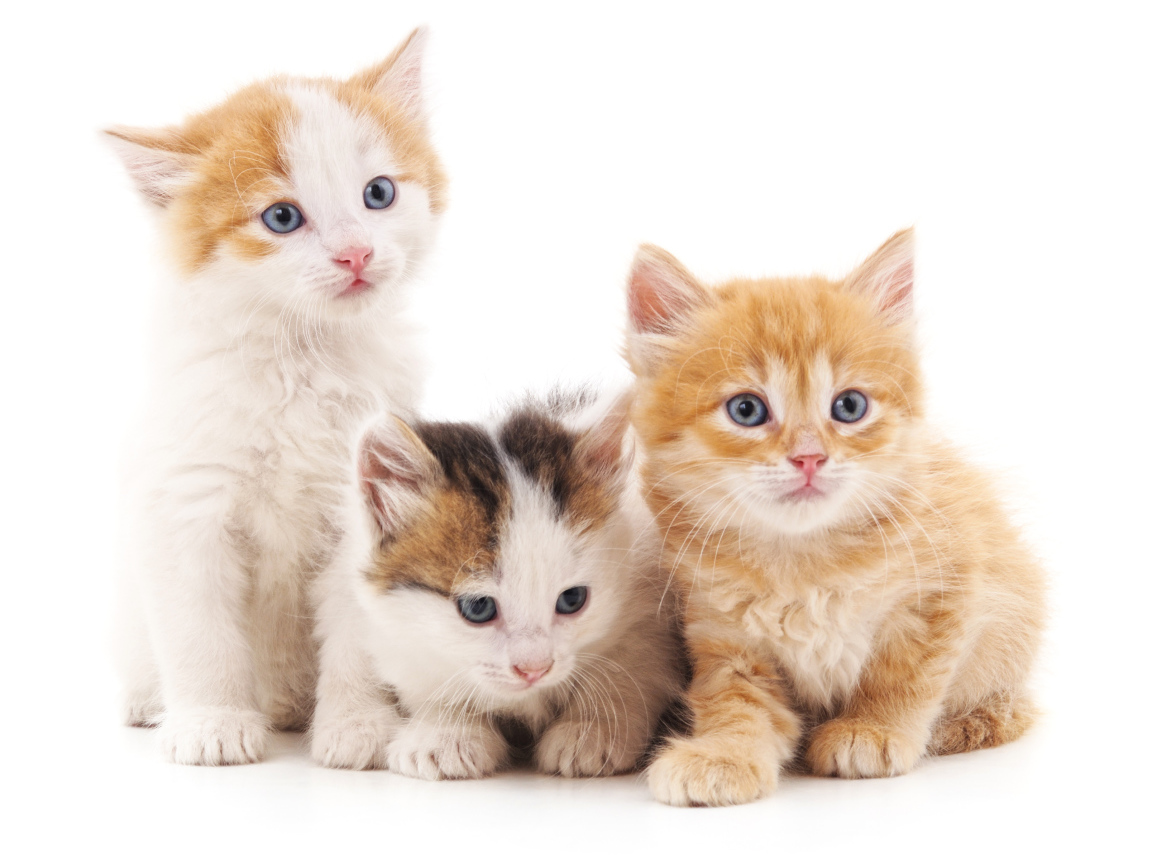 Три маленький красивых котенка на белом фоне