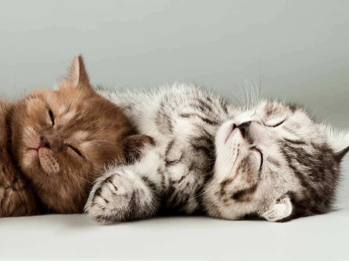 Два милых спящих котенка на сером фоне