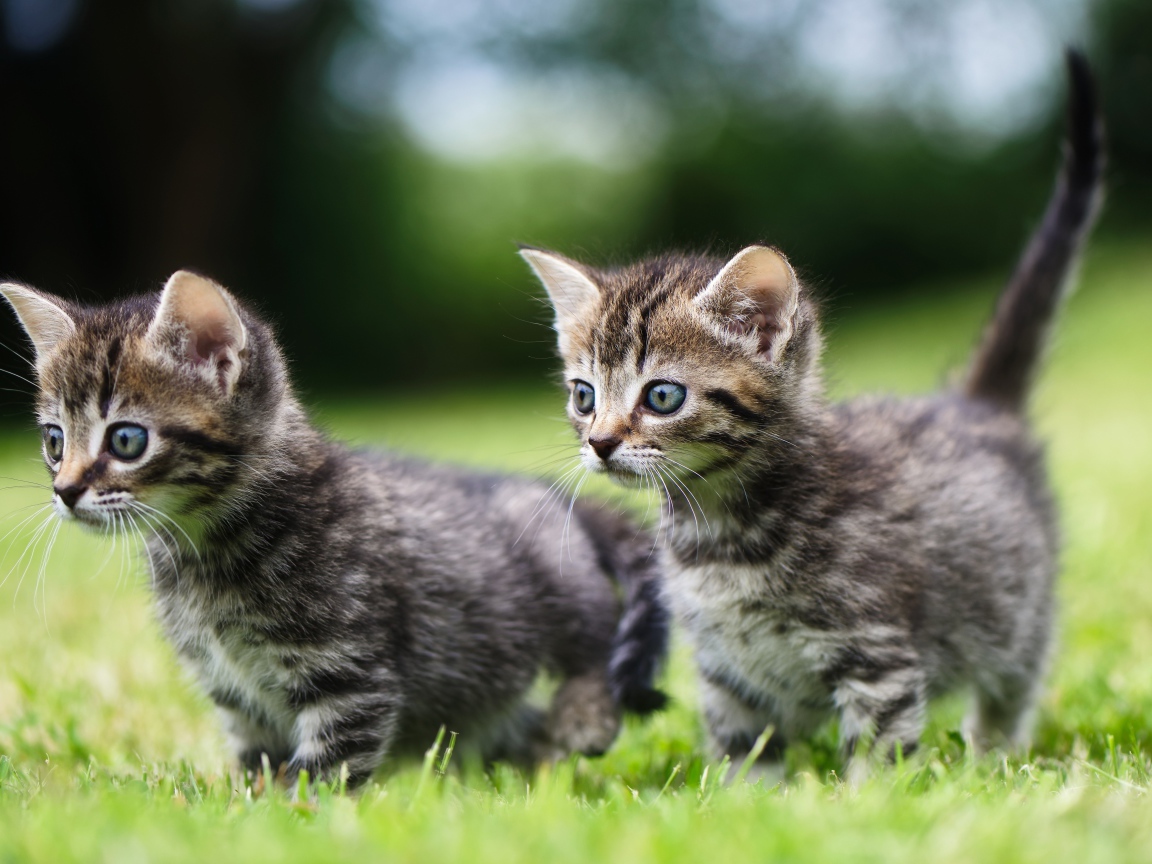 Два маленьких серых котенка в зеленой траве