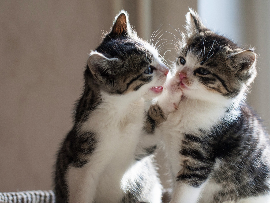 Два маленьких котенка играют друг с другом