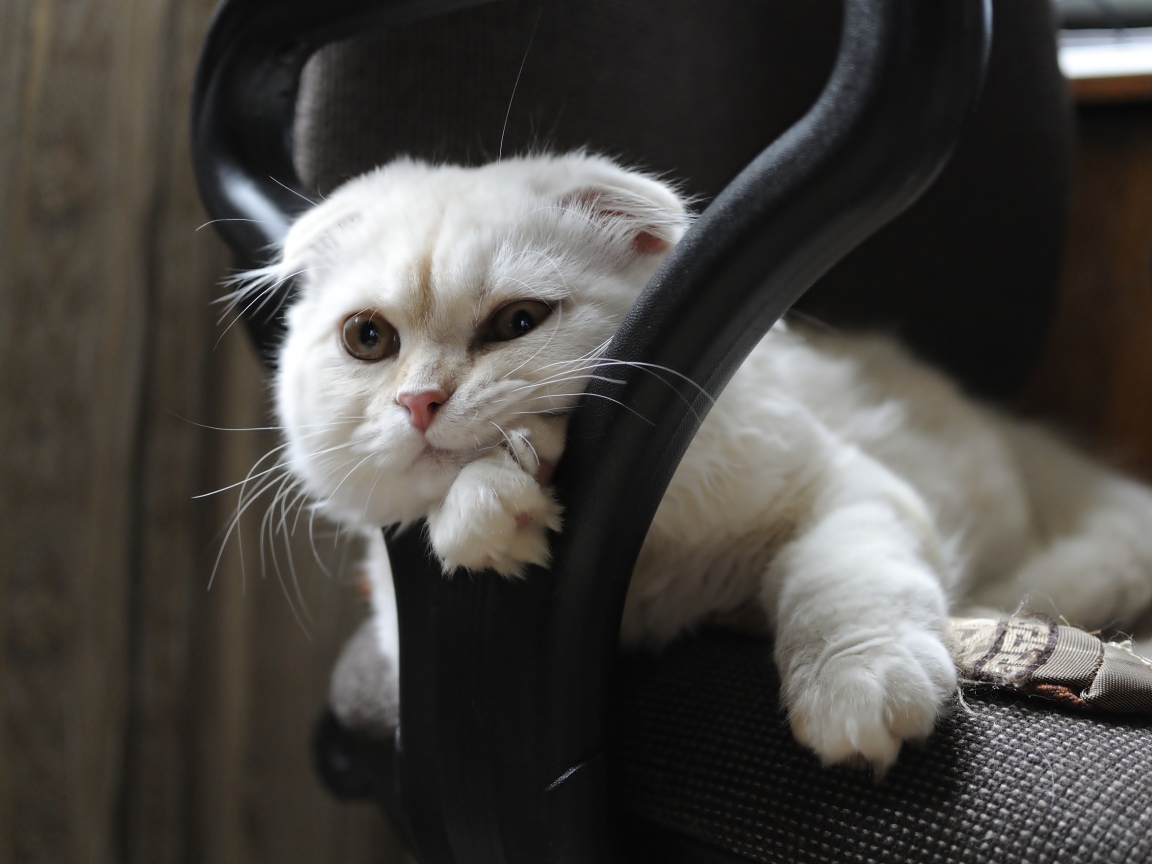 Белая шотландская вислоухая кошка лежит в кресле