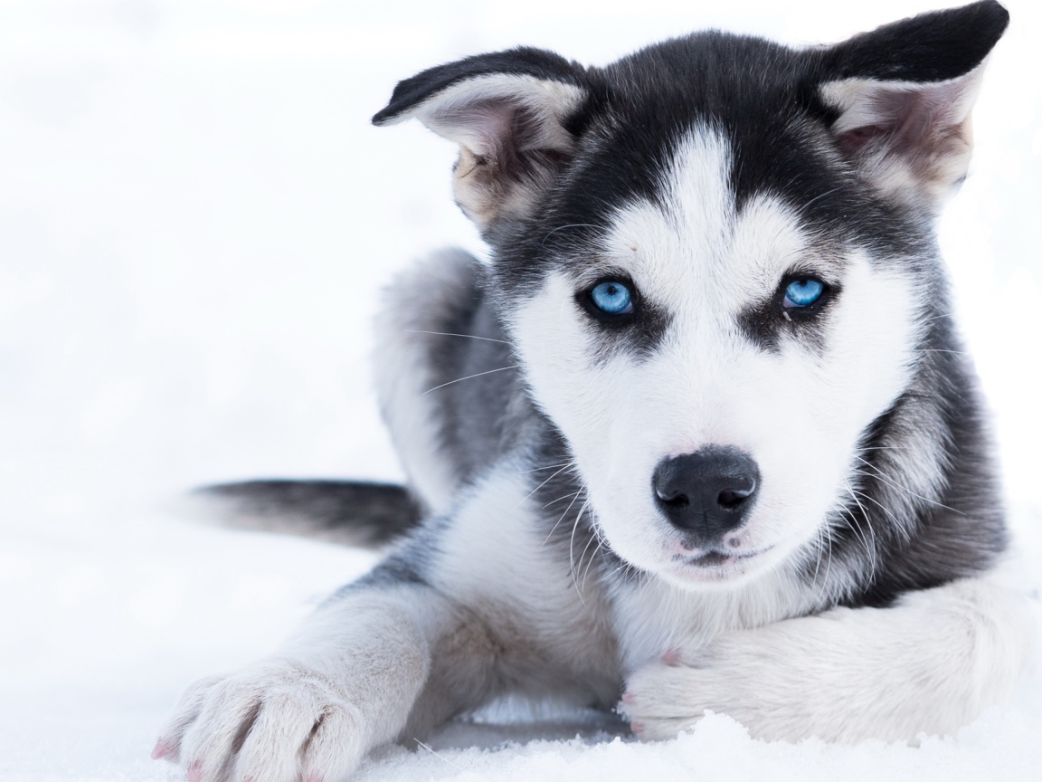 Голубоглазый щенок хаски лежит на снегу