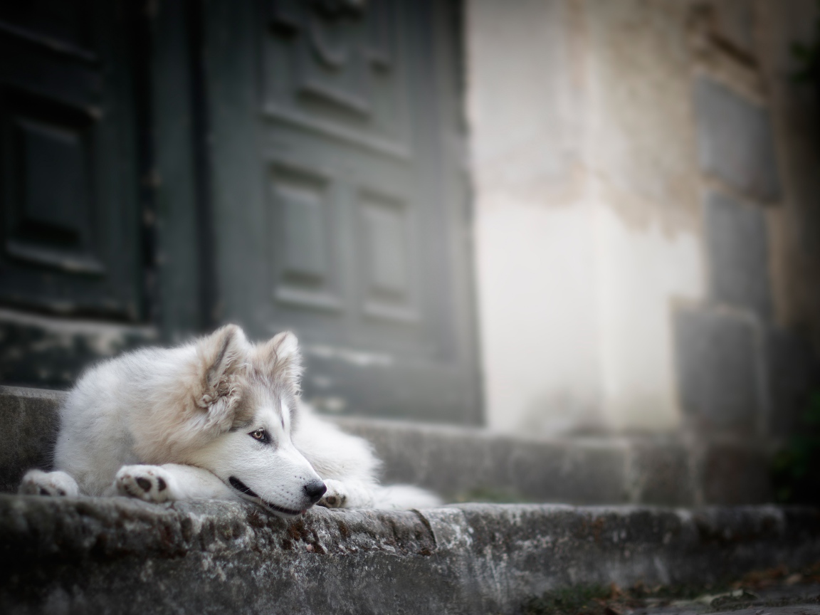 Верный породистый пес на ступенях у дома