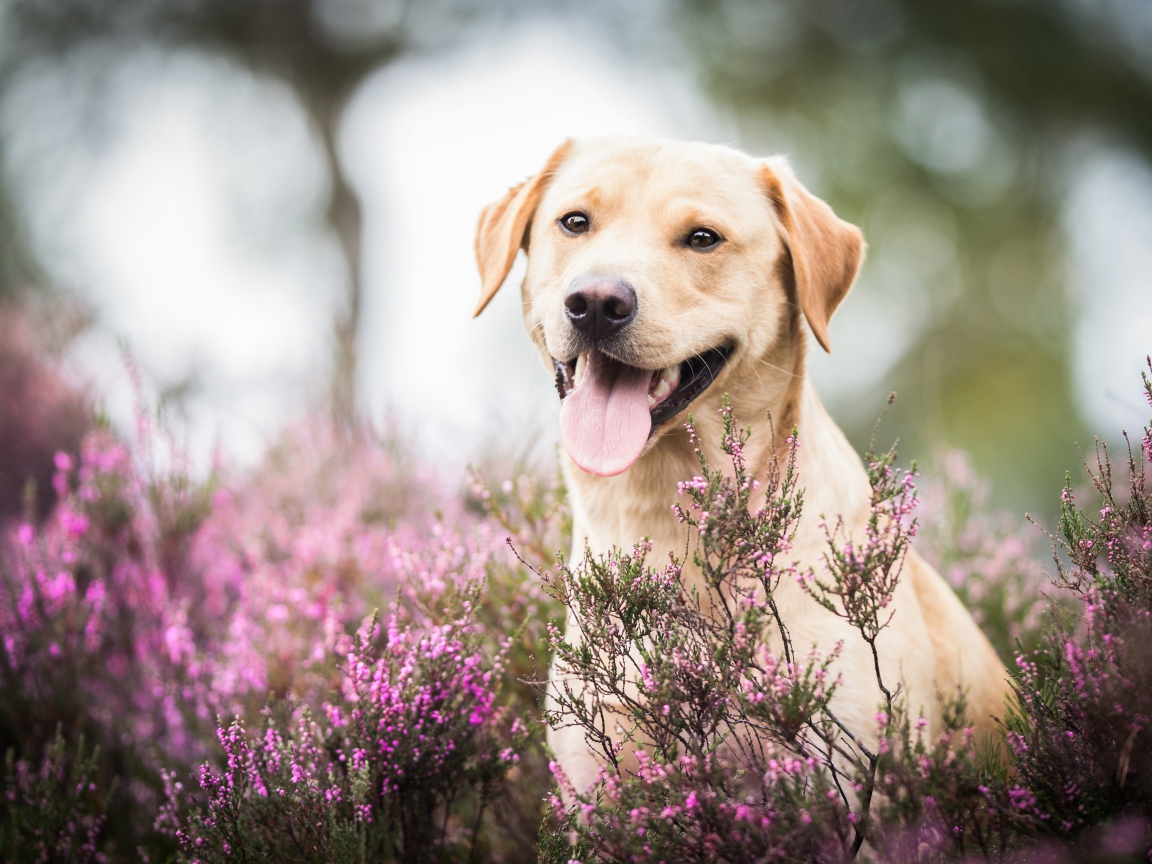 Золотистый ретривер с высунутым языком сидит в розовых цветах 