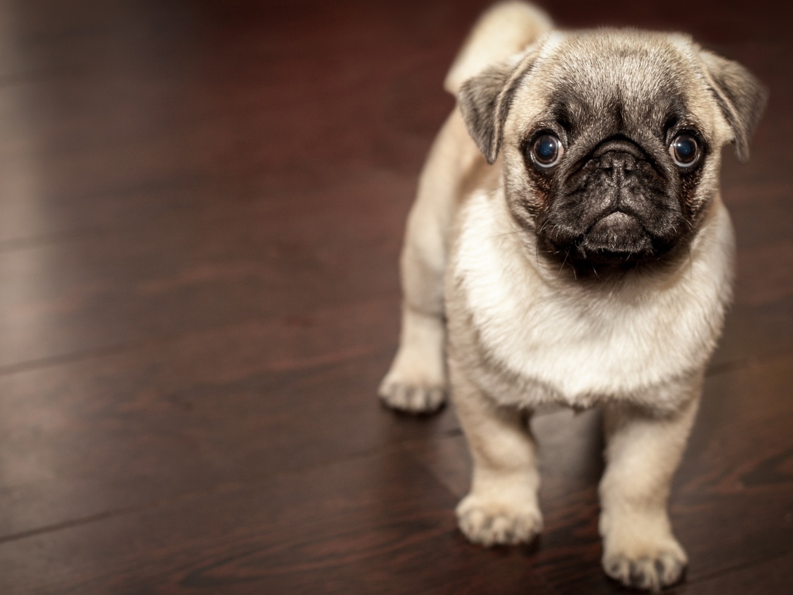 Маленький забавный щенок мопса