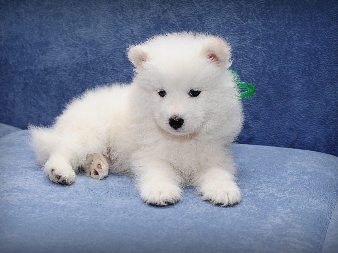 Маленький забавный щенок самоедской собаки