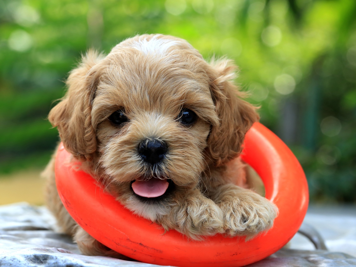 Маленький щенок со спасательным кругом