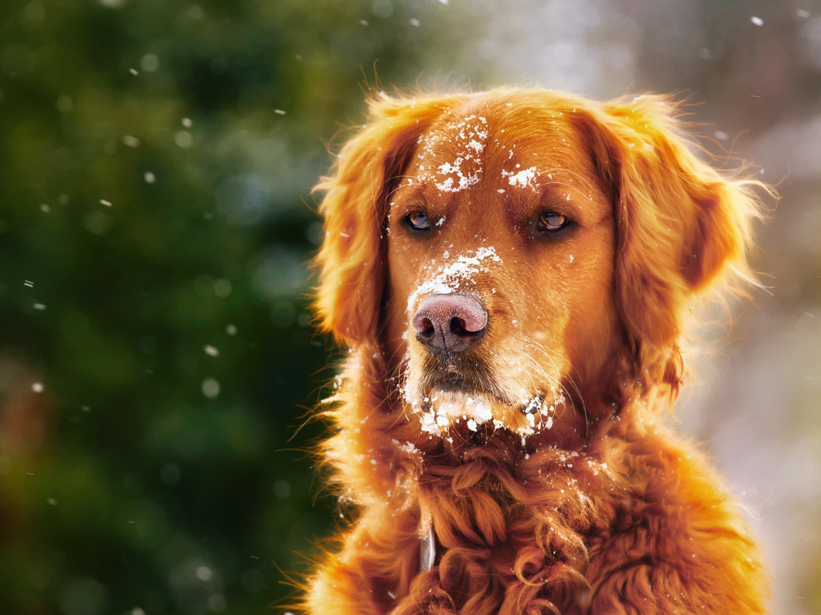 Породистая собака с мордой в снегу