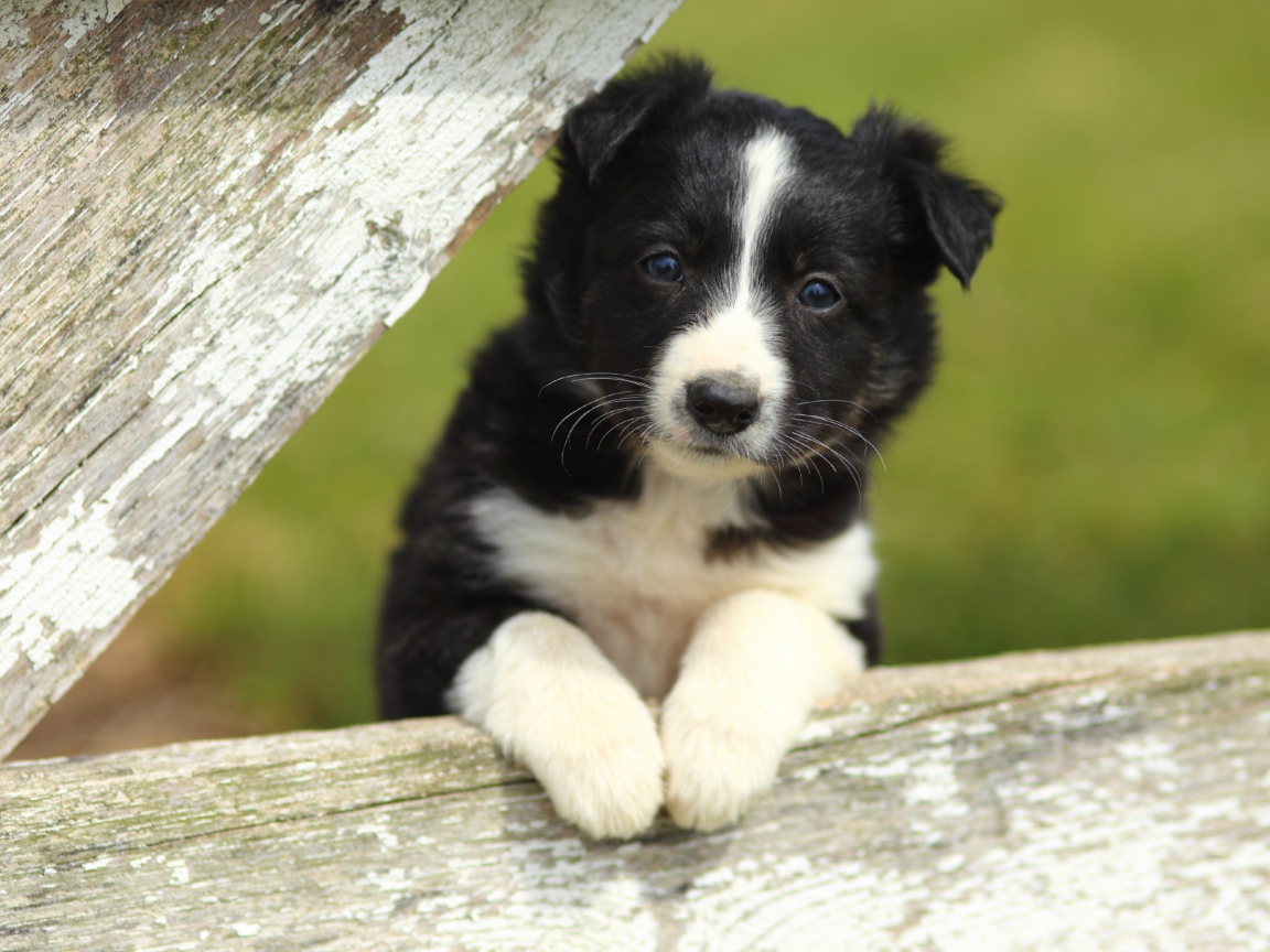 Маленький черно-белый щенок бордер-колли