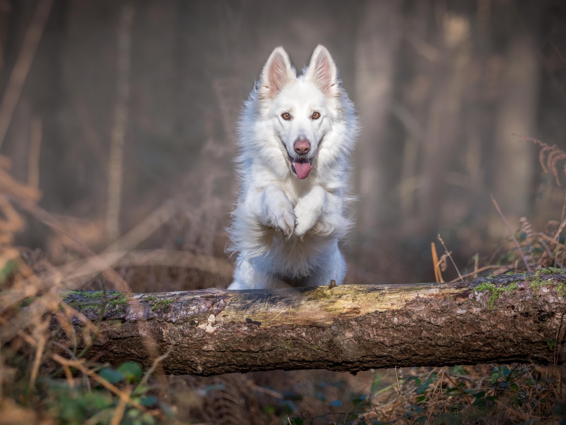 Белая овчарка перепрыгивает через упавшее дерево 