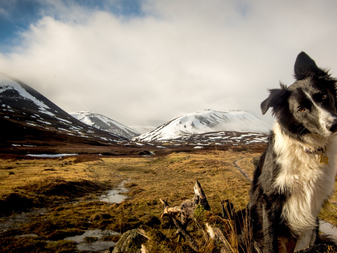Австралийская овчарка на фоне заснеженных гор