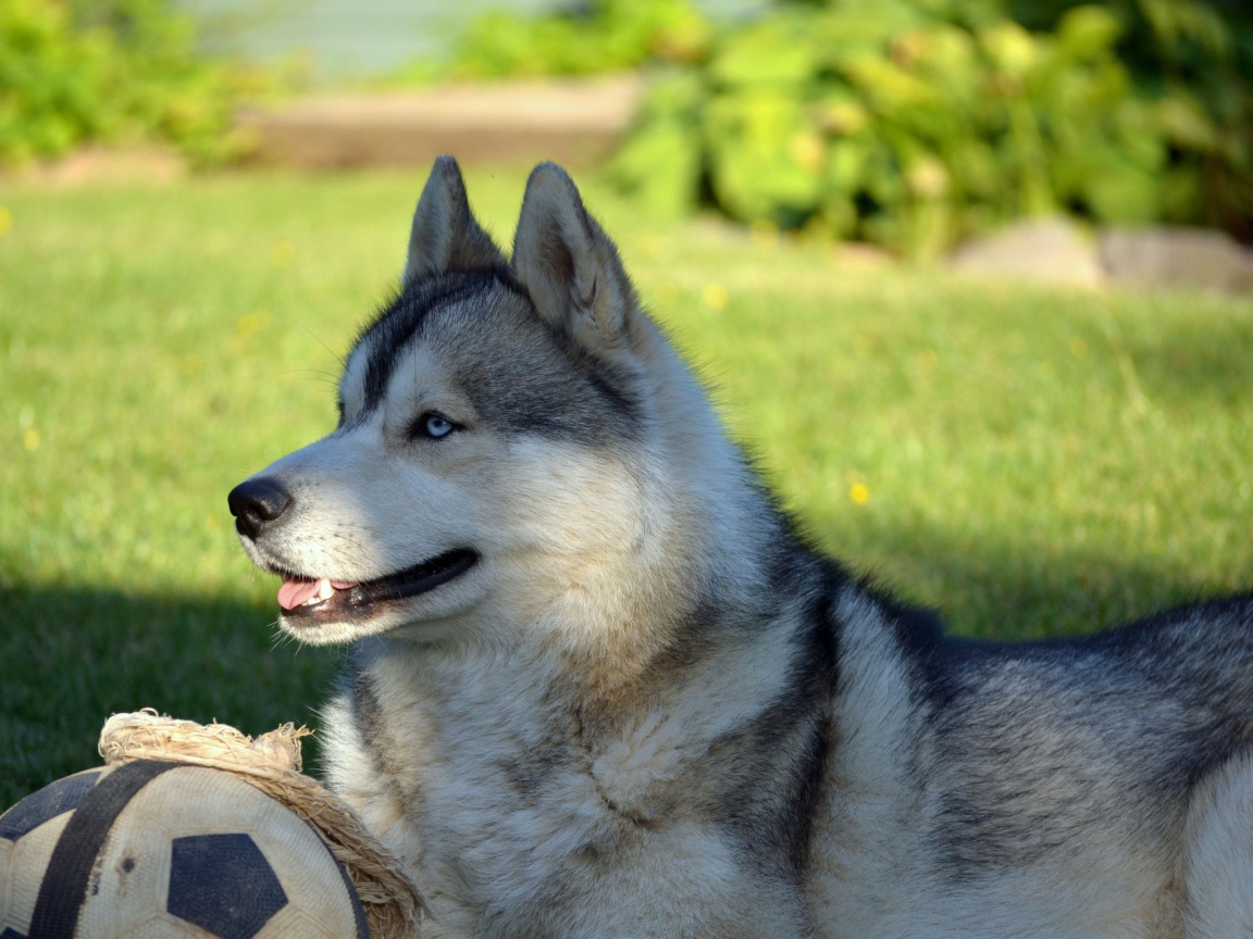 Красивый голубоглазый хаски лежит на зеленой траве