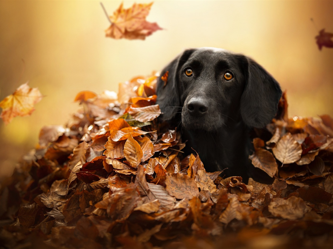 Черный лабрадор сидит в сухой опавшей листве