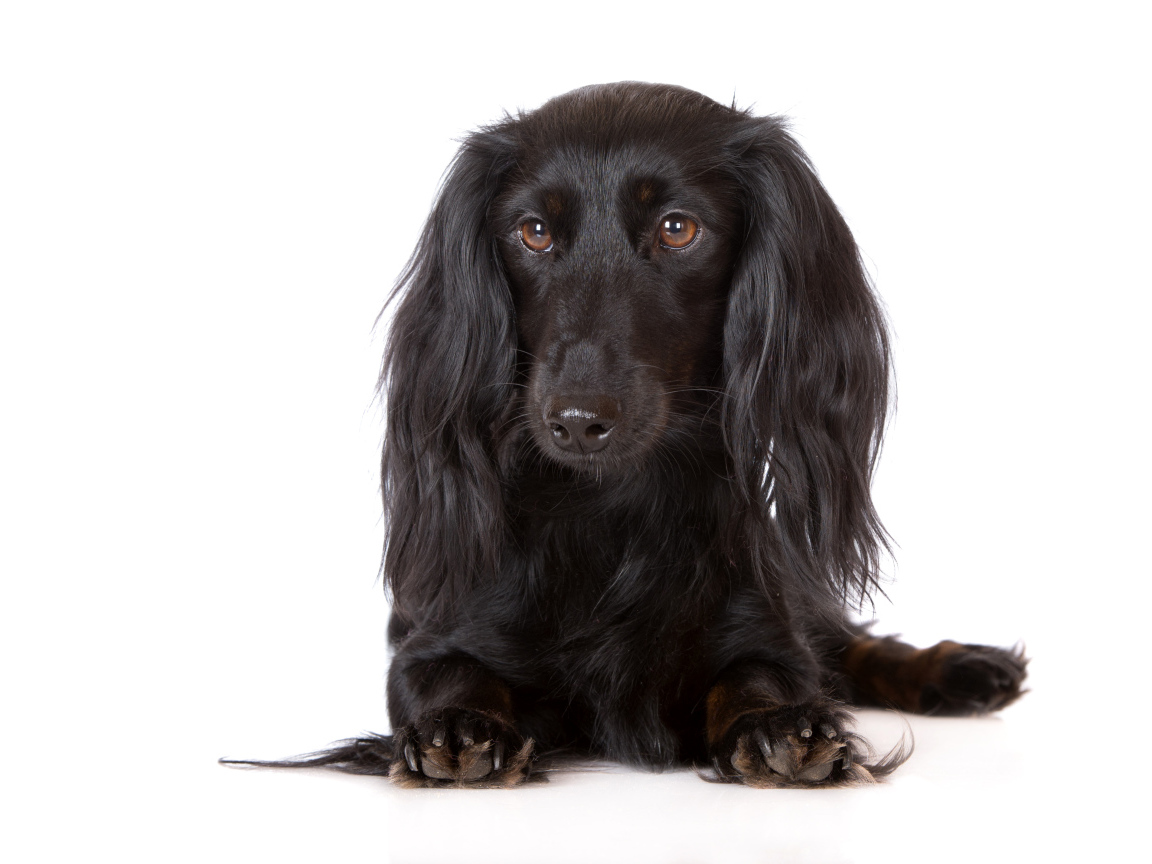 Черная такса на белом фоне